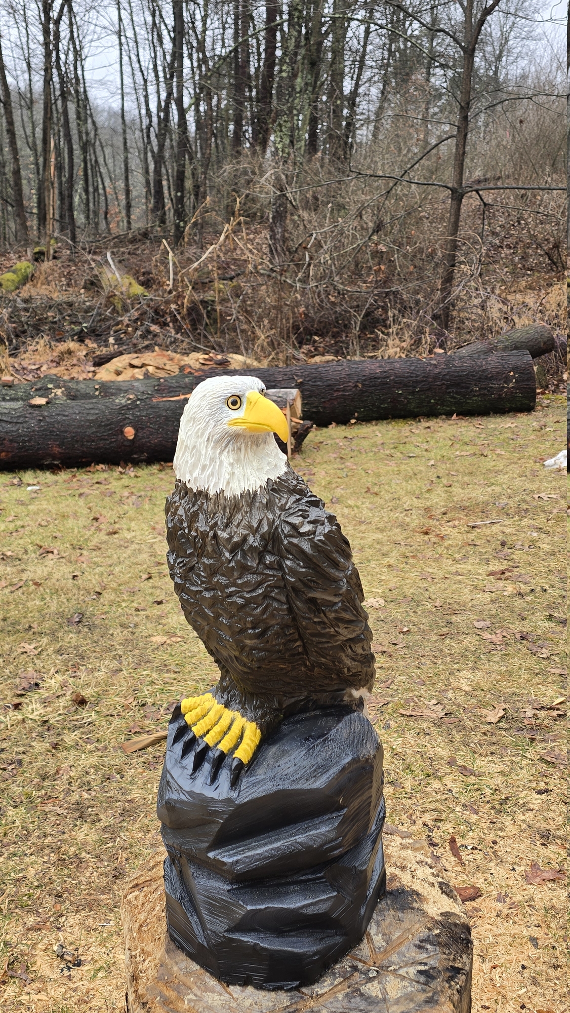 American Bald Eagle Sitting